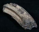 Pleistocene Fossil Horse Tooth - Florida #8536-1